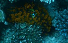 Egipt Dahab - Grudzień 2007