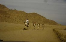 Egipt Dahab - Grudzień 2007