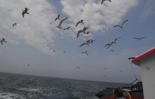 Safari Wrakowe - Heweliusz i Bornholm