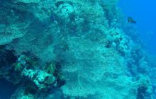 Egipt Sharm - sierpień 2008