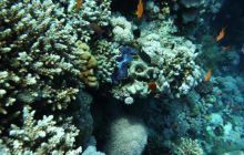 Egipt Sharm - sierpień 2008