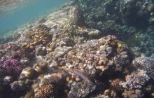 Egipt Sharm - sierpień 2008