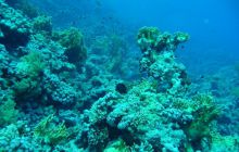 Egipt Sharm - sierpień 2008