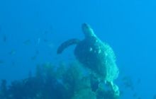 Egipt Sharm - sierpień 2008