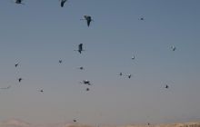 Egipt Sharm - sierpień 2008