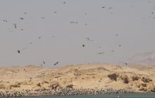 Egipt Sharm - sierpień 2008