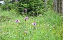 Zdjęcia z nad Hańczy 