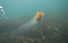 Zdjęcia z Lofotów - sierpień 2012