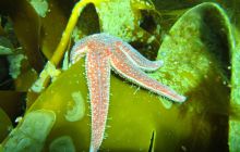 Zdjęcia z Lofotów - sierpień 2012