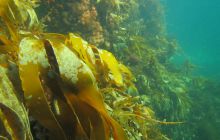 Zdjęcia z Lofotów - sierpień 2012