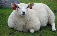 Zdjęcia z Lofotów - sierpień 2012