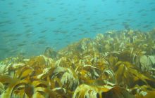 Zdjęcia z Lofotów - sierpień 2012