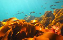 Zdjęcia z Lofotów - sierpień 2012