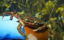 Zdjęcia z Lofotów - sierpień 2012