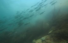 Zdjęcia z Lofotów - sierpień 2012