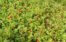 Zdjęcia z Lofotów - sierpień 2012