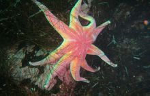 Zdjęcia z Lofotów - sierpień 2012