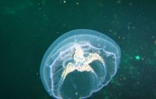 Zdjęcia z Lofotów - sierpień 2012