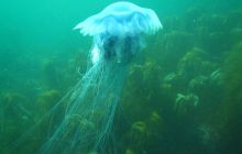 Zdjęcia z Lofotów - sierpień 2012