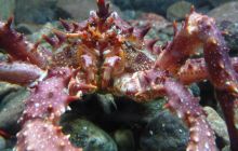 Zdjęcia z Lofotów - sierpień 2012