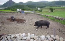 Zdjęcia z Lofotów - sierpień 2012