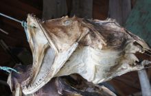 Zdjęcia z Lofotów - sierpień 2012