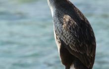 Zdjęcia z wyjazdu do Chorwacji VIS - Sierpień 2012