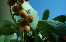 Zdjęcia z wyjazdu do Chorwacji VIS - Sierpień 2012