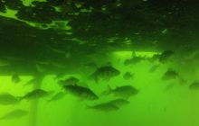 Kurs OWD - Sierpień 2012