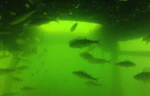 Kurs OWD - Sierpień 2012