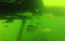 Kurs OWD - Sierpień 2012