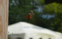 Kurs OWD - Sierpień 2012