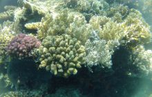 Zdjęcie z safari wrakowego - wrzesień 2012