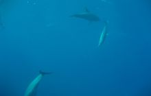 Zdjęcie z safari wrakowego - wrzesień 2012