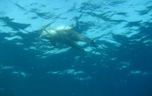 Zdjęcie z safari wrakowego - wrzesień 2012