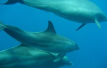 Zdjęcie z safari wrakowego - wrzesień 2012