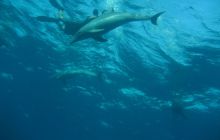 Zdjęcie z safari wrakowego - wrzesień 2012