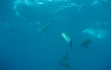 Zdjęcie z safari wrakowego - wrzesień 2012