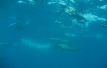 Zdjęcie z safari wrakowego - wrzesień 2012