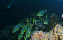 Zdjęcia z wyjazdu Malediwy, Sri Lanka