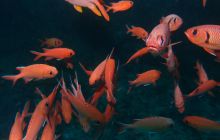 Zdjęcia z wyjazdu Malediwy, Sri Lanka