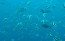 Zdjęcia z wyjazdu Malediwy, Sri Lanka