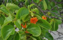 Zdjęcia z wyjazdu Malediwy, Sri Lanka