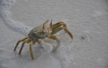 Zdjęcia z wyjazdu Malediwy, Sri Lanka