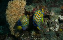 Zdjęcia z wyjazdu Malediwy, Sri Lanka