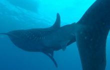 Zdjęcia z wyjazdu Malediwy, Sri Lanka