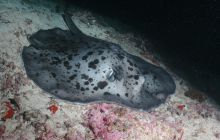 Zdjęcia z wyjazdu Malediwy, Sri Lanka