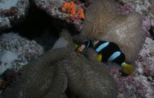 Zdjęcia z wyjazdu Malediwy, Sri Lanka