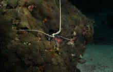 Zdjęcia z wyjazdu Malediwy, Sri Lanka