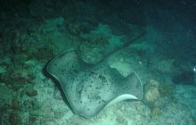 Zdjęcia z wyjazdu Malediwy, Sri Lanka